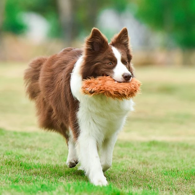 Fetch For Pets Chewbacca Plush Flattie Dog Toy 7 Fetch For Pets Chewbacca Plush Flattie Dog Toy - Image 5