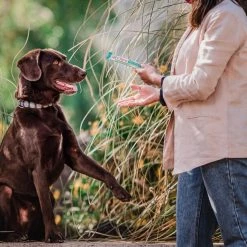 Inaba Churu Chicken with Tuna Recipe Grain-Free Lickable Dog Treat, 0.70-oz, pack of 4 -Fetch For Pets || Ware || Inaba Shop 265002 PT7. SY630 V1636417349