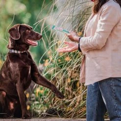 Inaba Churu Chicken with Salmon Puree Recipe Grain-Free Lickable Dog Treat, 0.5-oz, pack of 4 -Fetch For Pets || Ware || Inaba Shop 265004 PT7. SY630 V1636415783