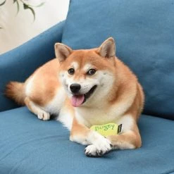 Fetch For Pets Harry Potter Bertie Botts Jelly Bean Burrow Dog Toy -Fetch For Pets || Ware || Inaba Shop 367773 PT6. SY630 V1645222896