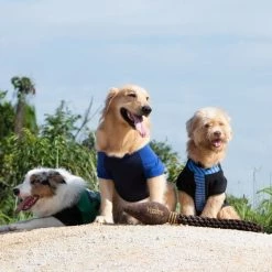 Fetch For Pets Harry Potter Nimbus 2000 Rope Dog Toy -Fetch For Pets || Ware || Inaba Shop 367783 PT5. SY630 V1645221244